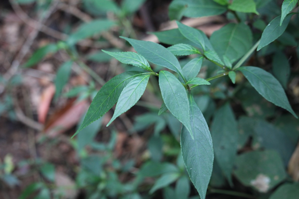 Strobilanthes adenophora Nees